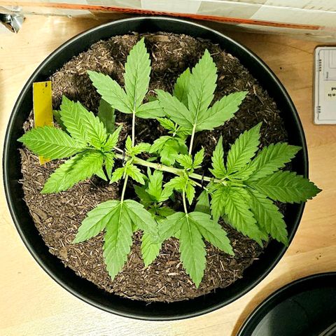 Bag Seed #1 growlog timeline photo