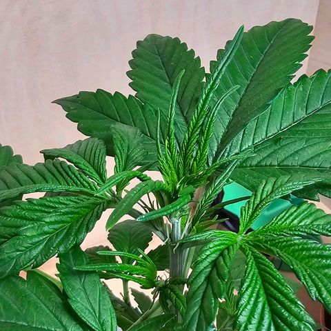 Gelato OG Auto #1 growlog timeline photo