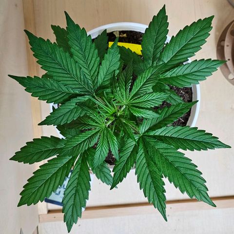 Gelato OG Auto #1 growlog timeline photo