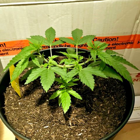 Bag Seed #1 growlog timeline photo