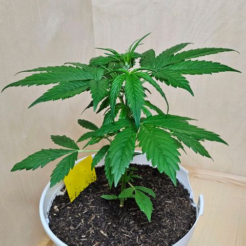 Gelato OG Auto #1 growlog timeline photo