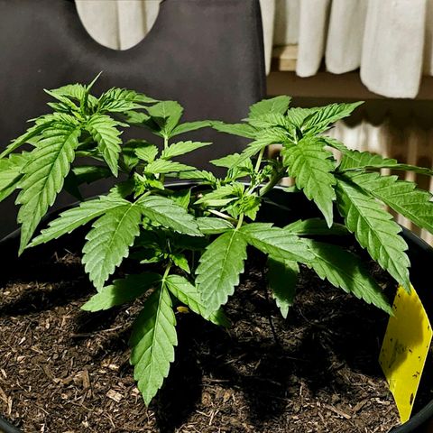 Bag Seed #1 growlog timeline photo
