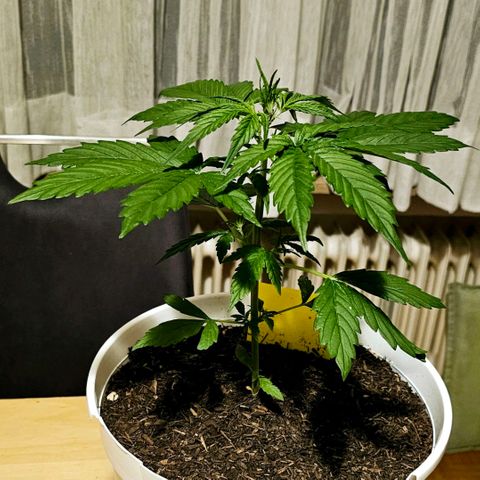 Gelato OG Auto #1 growlog timeline photo