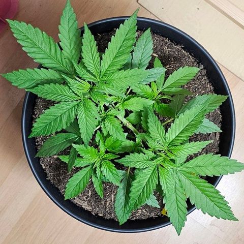 Bag Seed #1 growlog timeline photo