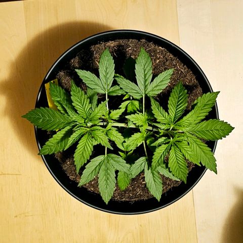 Bag Seed #1 growlog timeline photo