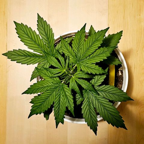 Gelato OG Auto #1 growlog timeline photo