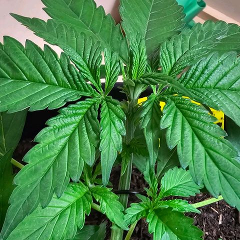 Bag Seed #1 growlog timeline photo