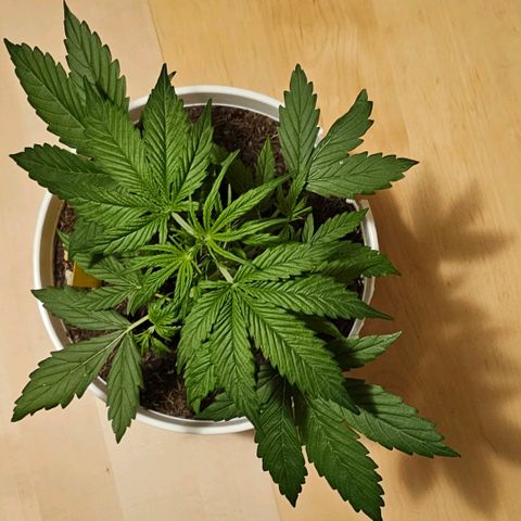 Gelato OG Auto #1 growlog timeline photo
