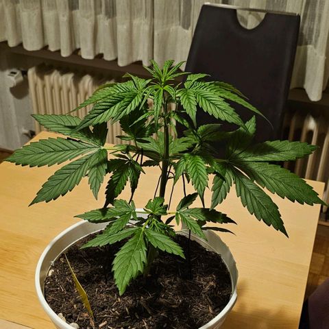 Gelato OG Auto #1 growlog timeline photo