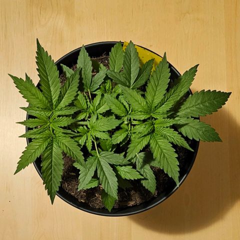 Bag Seed #1 growlog timeline photo