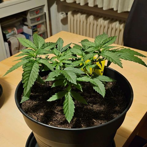 Bag Seed #1 growlog timeline photo