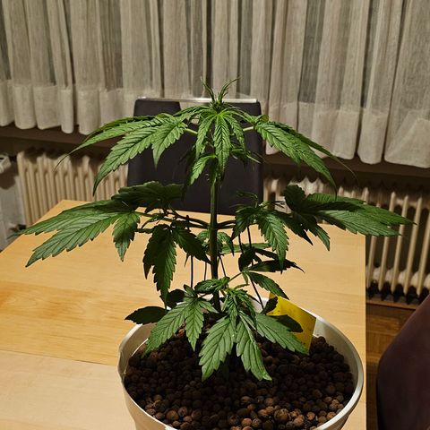 Gelato OG Auto #1 growlog timeline photo