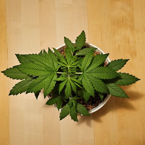 Gelato OG Auto #1 growlog timeline photo