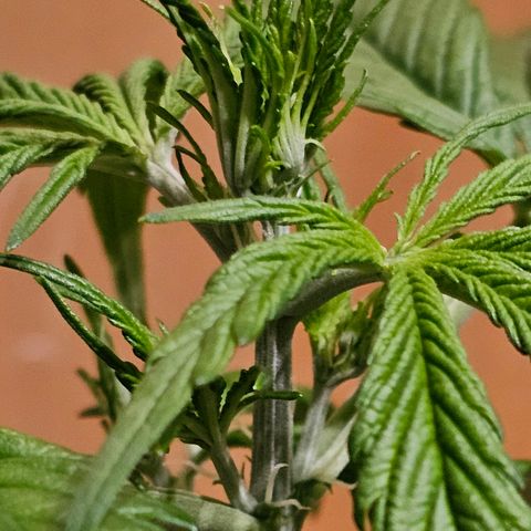 Gelato OG Auto #1 growlog timeline photo