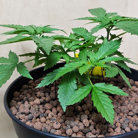 Bag Seed #1 growlog timeline photo