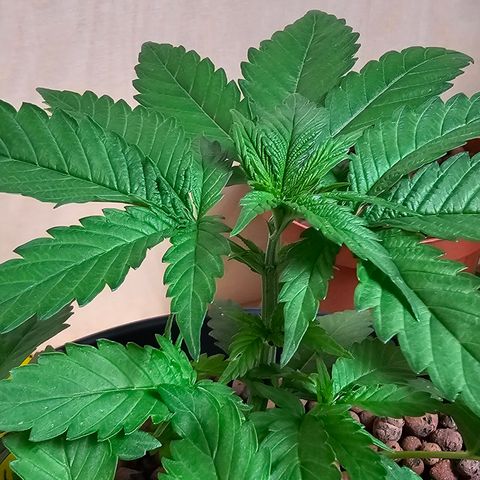 Bag Seed #1 growlog timeline photo