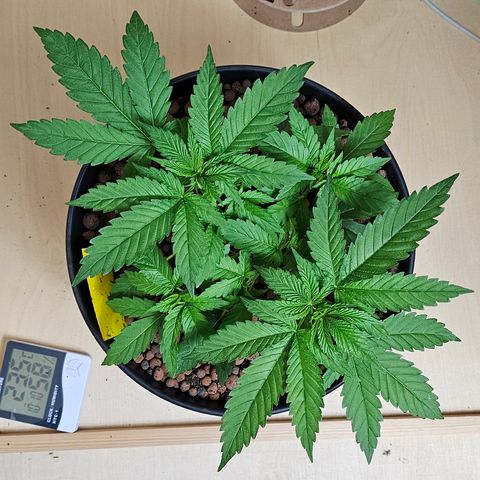 Bag Seed #1 growlog timeline photo