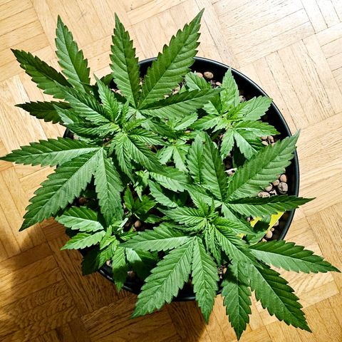 Bag Seed #1 growlog timeline photo