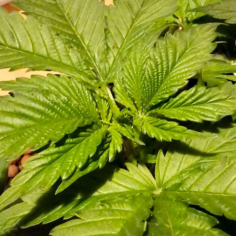 Bag Seed #1 growlog timeline photo