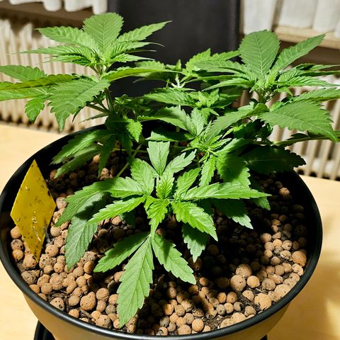 Bag Seed #1 growlog timeline photo