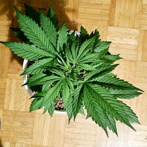Gelato OG Auto #1 growlog timeline photo
