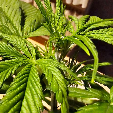 Gelato OG Auto #1 growlog timeline photo