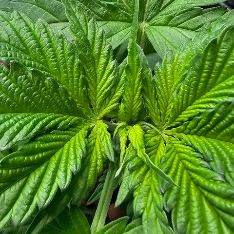 Bag Seed #1 growlog timeline photo