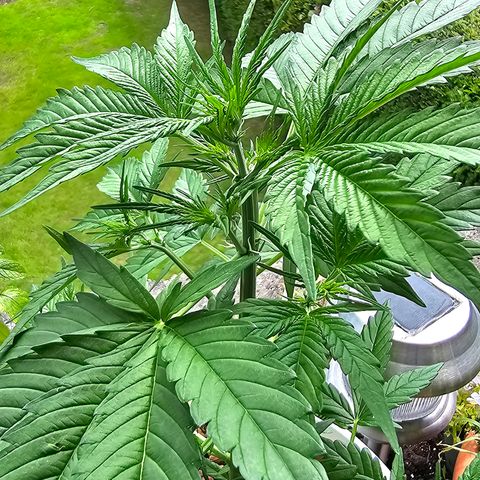 Gelato OG Auto #1 growlog timeline photo
