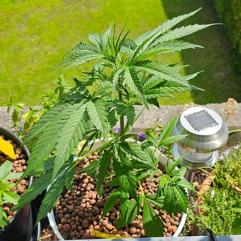 Gelato OG Auto #1 growlog timeline photo