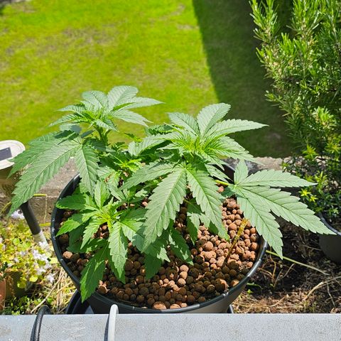 Bag Seed #1 growlog timeline photo