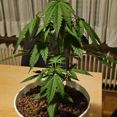 Gelato OG Auto #1 growlog timeline photo