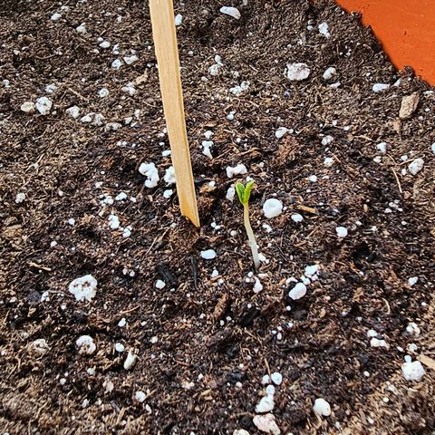 Lemon Auto #5 growlog timeline photo