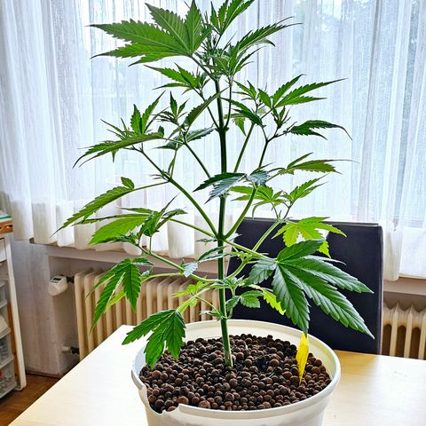 Gelato OG Auto #1 growlog timeline photo