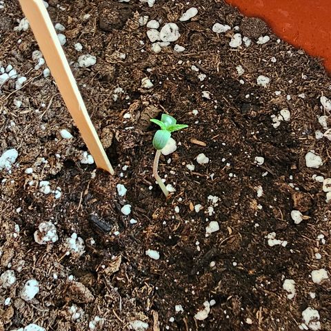 Lemon Auto #5 growlog timeline photo