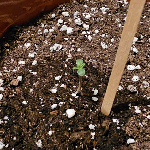 Lemon Auto #5 growlog timeline photo