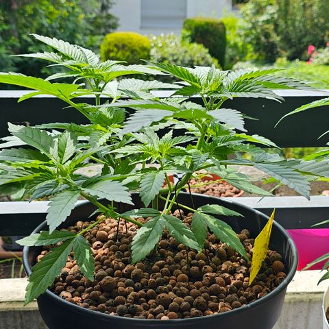 Bag Seed #1 growlog timeline photo