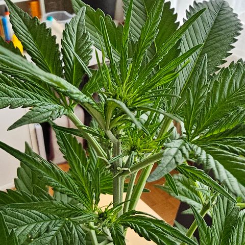 Gelato OG Auto #1 growlog timeline photo