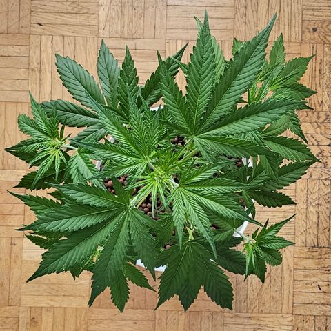 Gelato OG Auto #1 growlog timeline photo