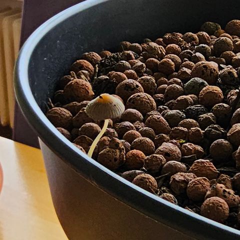 Bag Seed #1 growlog timeline photo