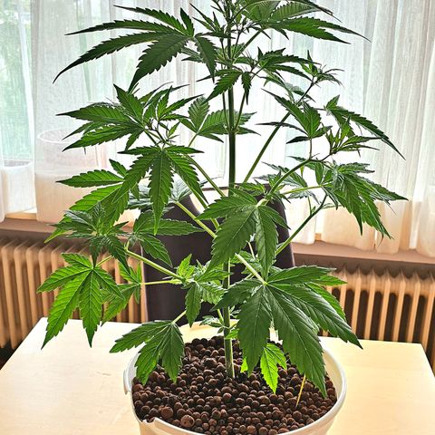 Gelato OG Auto #1 growlog timeline photo