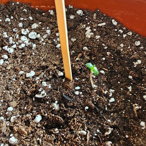 Lemon Auto #5 growlog timeline photo