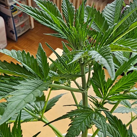 Gelato OG Auto #1 growlog timeline photo