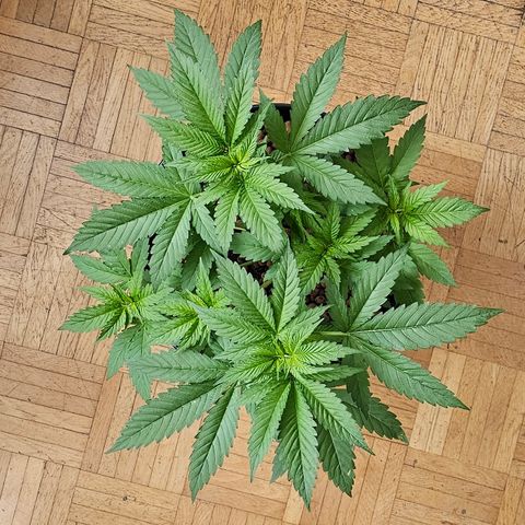 Bag Seed #1 growlog timeline photo