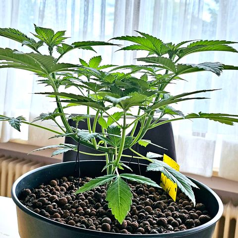 Bag Seed #1 growlog timeline photo
