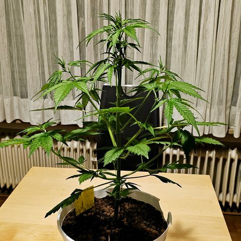 Gelato OG Auto #1 growlog timeline photo