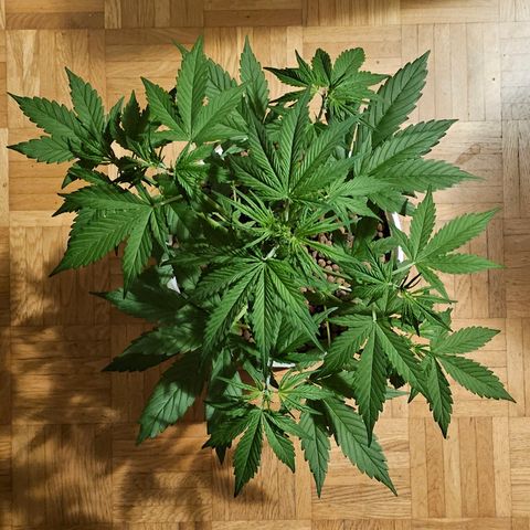 Gelato OG Auto #1 growlog timeline photo