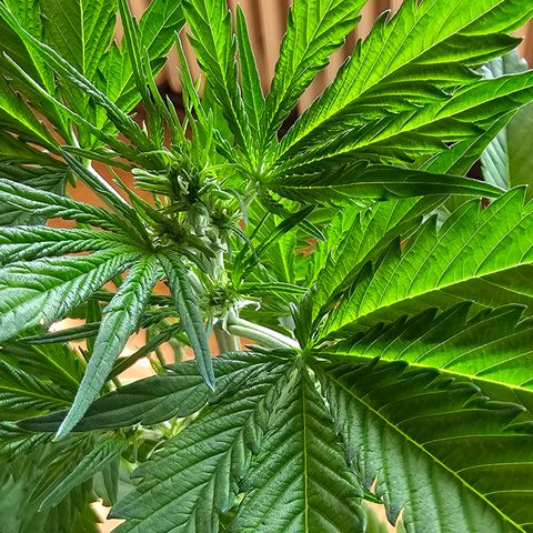 Gelato OG Auto #1 growlog timeline photo
