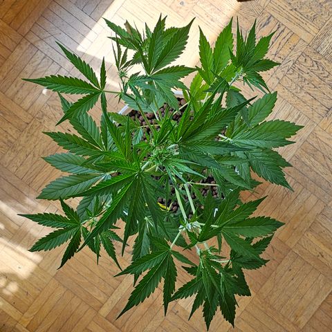 Gelato OG Auto #1 growlog timeline photo