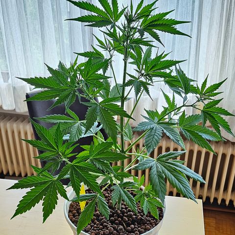 Gelato OG Auto #1 growlog timeline photo