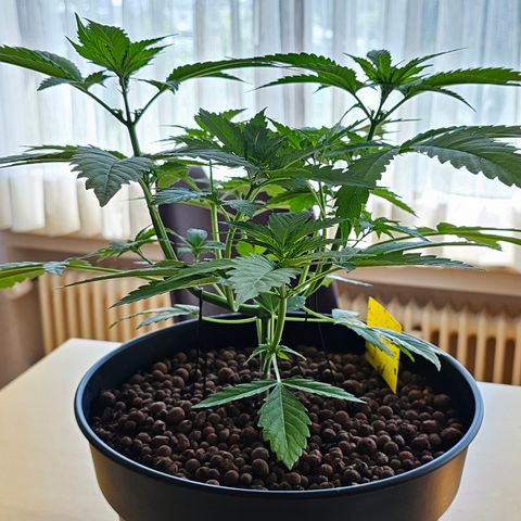 Bag Seed #1 growlog timeline photo